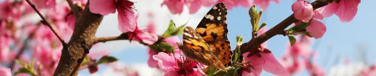 Butterfly on blossom